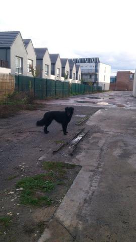 Donne chienne contre bons soins