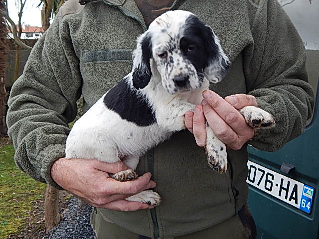 Chiot setter anglais