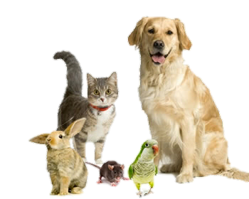 GARDE DE VOS ANIMAUX DE COMPAGNIE