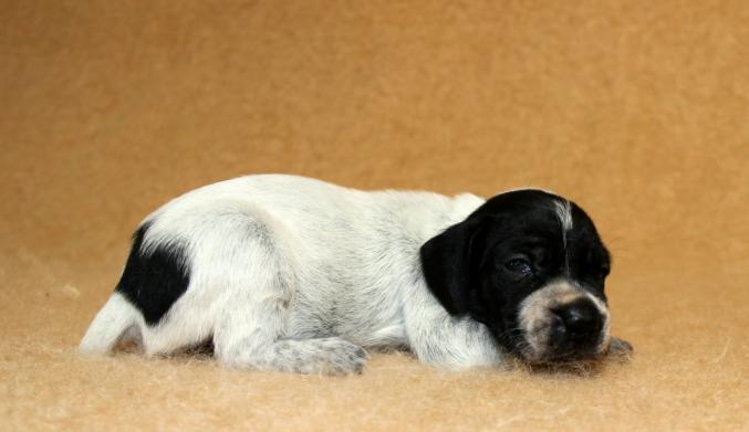 Chiots braques d’Auvergne LOF à réserver