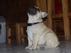 A reserver chiots type bouledogue francais