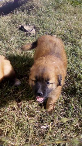 Chiots patou/malinois