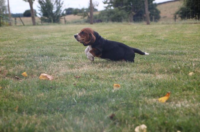 Je propose a l'adoption mes chiots basset hound
