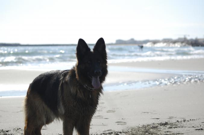 Chiots berger allemand pur race