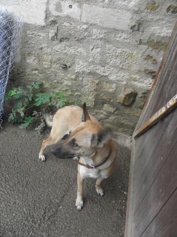 Chiots berger belge malinois