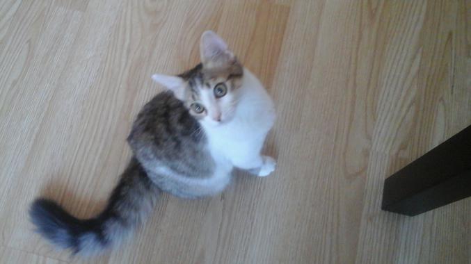 Donne deux chat femelle de 5 mois.