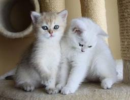 Chaton british shorthair pure race loof