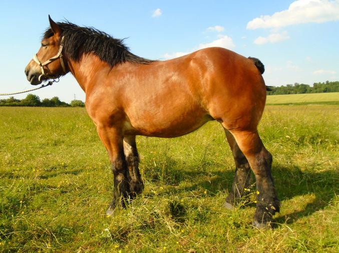 Pouliche trait Ardennais