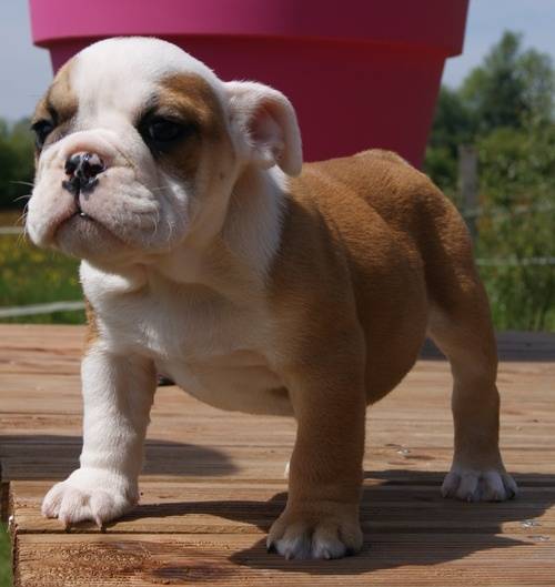Chiots type Bulldog Anglais non LOF