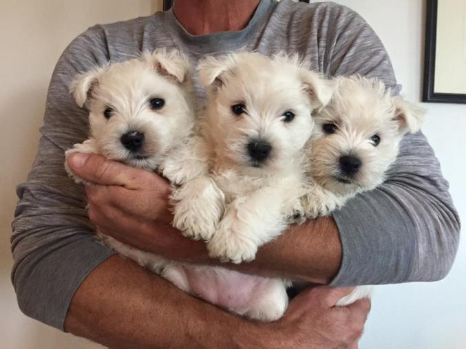 Chiots WEST HIGHLAND (Westie Terrier) lof
