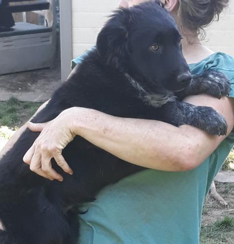 6 chiots croisés berger australien  