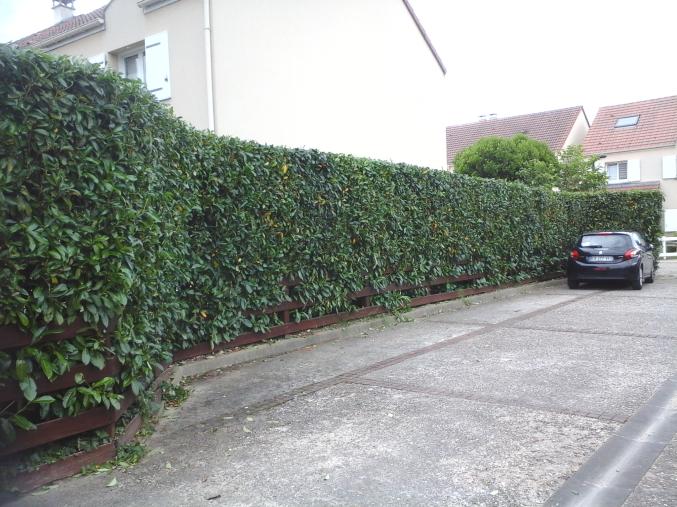 Jardinier, création, entretien, tonte