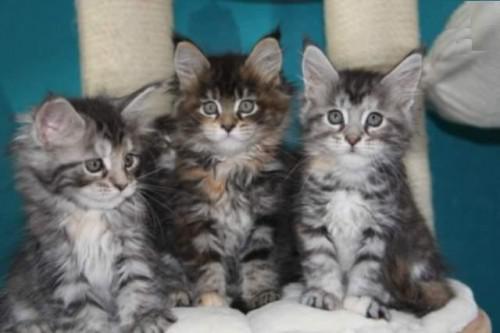 Très Belle Porté Chaton Type Maine Coon à réserver 