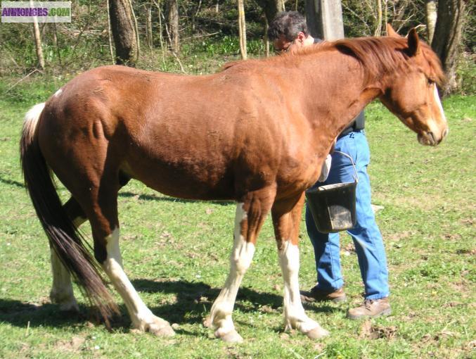 Impress Sonny DD Jet Paint horse 4 ans 1/2