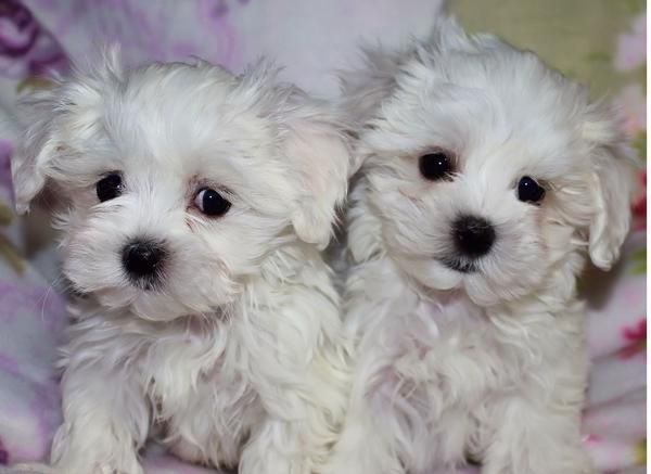 Très jolies chiots bichons maltais
