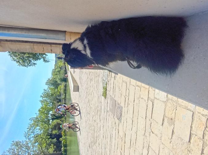 Garde de chiens à mon domicile