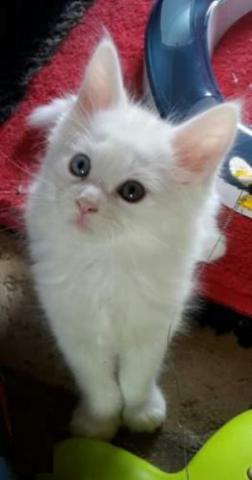 Très Belle Porté Chaton Type Maine Coon à réserver 