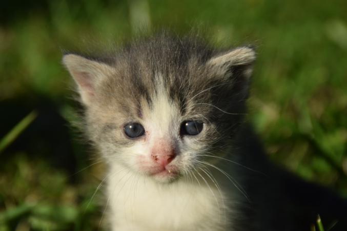 Chaton à donner