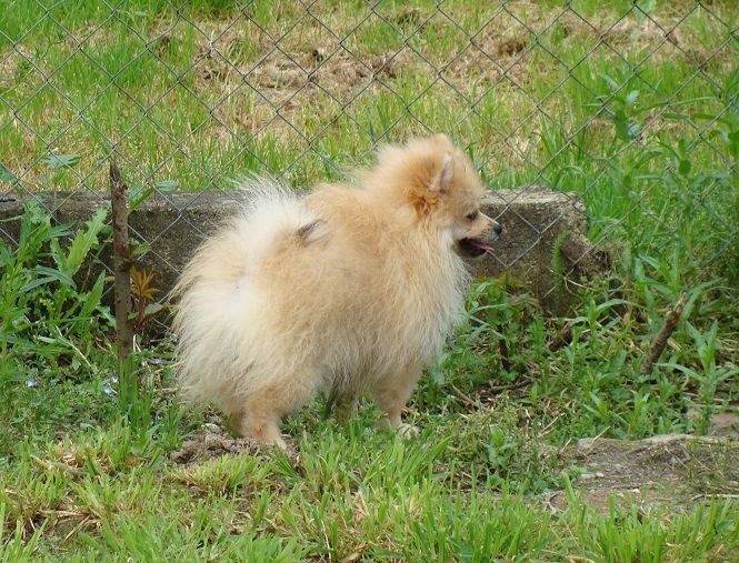 Superbes chiots Spitz Nain Mâle et Femelle A DONNER
