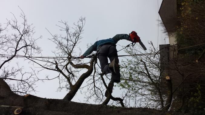 ELAGUAGE ET MACONNERIE PAYSAGERE / CESU