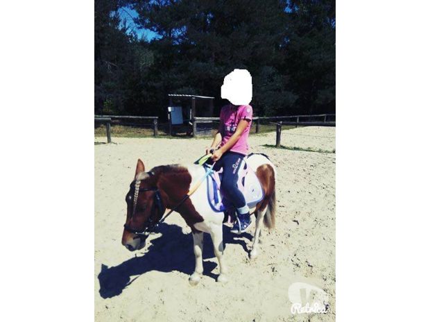 Je donne Poney O.N.C URGENT