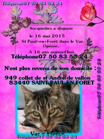 Chatte tigrée perdue dans le VAR