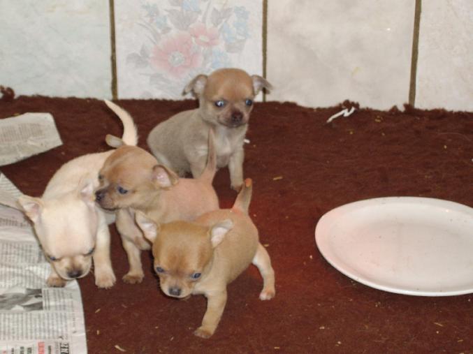 Superbe chiot chihuahua LOF