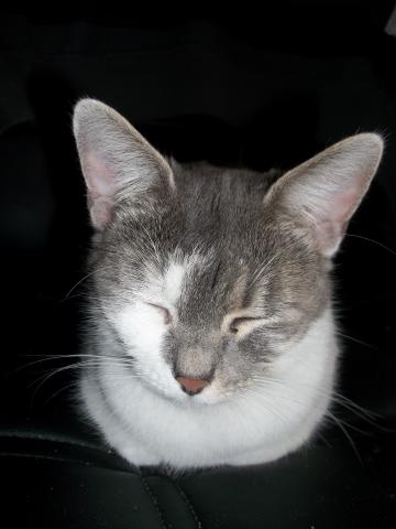 Donne chats contre bons soins