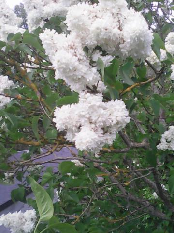 DIVERS ARBUSTES ET AUTRES PLANTES