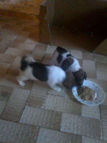 A retenir chiot jack russel 