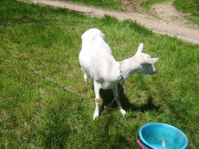 Vend chèvre blanche