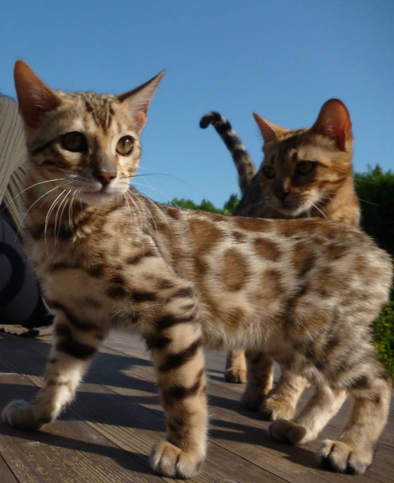 Chaton bengal LOOF
