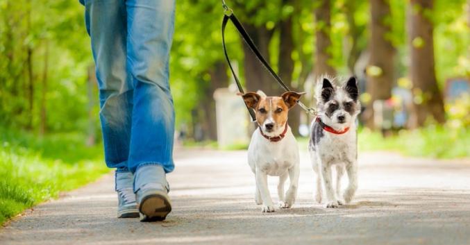Garde et promenade pour chien