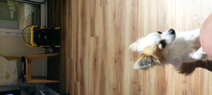 Recherche pour saillie