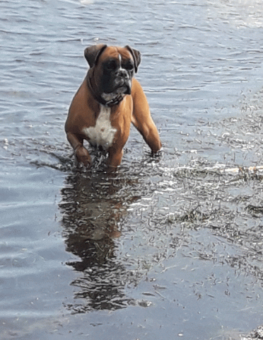 Beau boxer cherche copine pour faire de beaux bébés