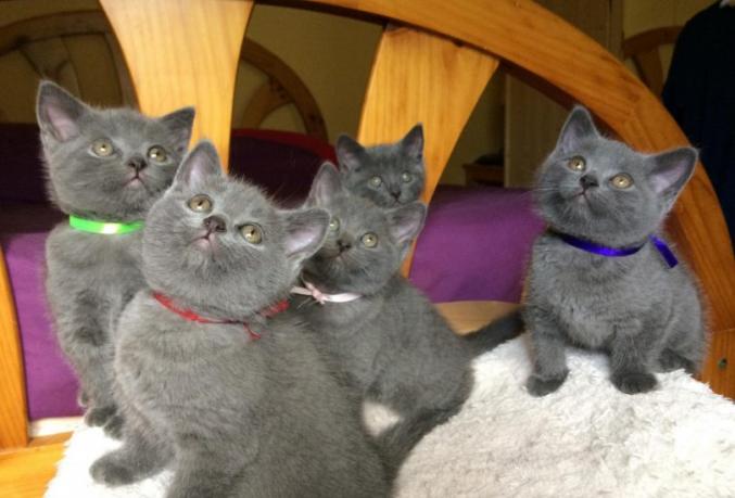 Adoption chatons chartreux