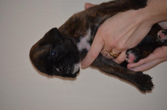 Chiot Boxer LOF à Réserver