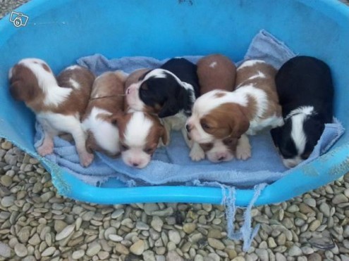 Chiots type cavalier king charles Non L.O.F
