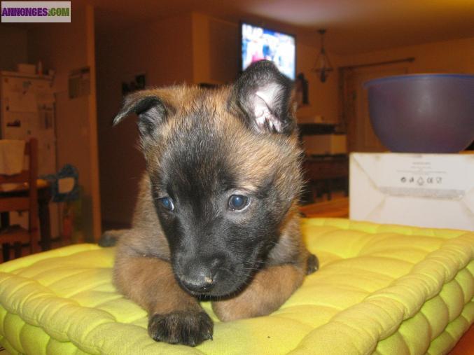 Chiots Malinois