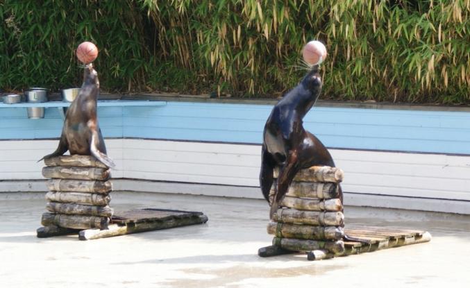 La Flèche (72) caravane camp 4* libre juillet aout sept