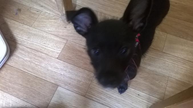 Recherche chiot  3 mois femelle