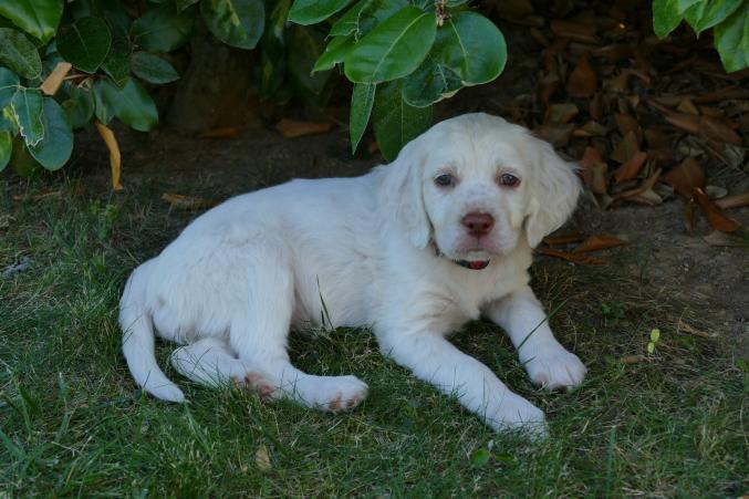 Chiots setters anglais