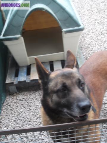 Berger belge malinois