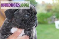 Chiots de type bouledogue français