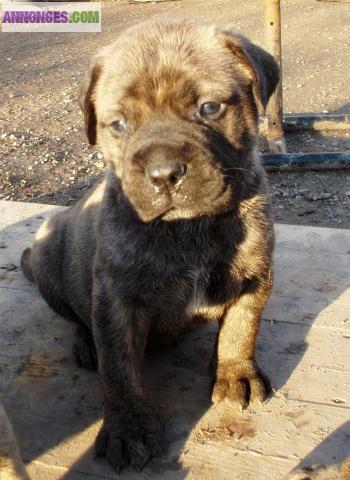 Neuf splendide,vigoureux Bullmastiff chiots, LOF