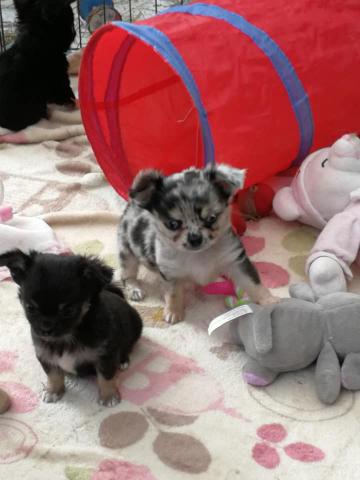 Chihuahuas LOF disponible