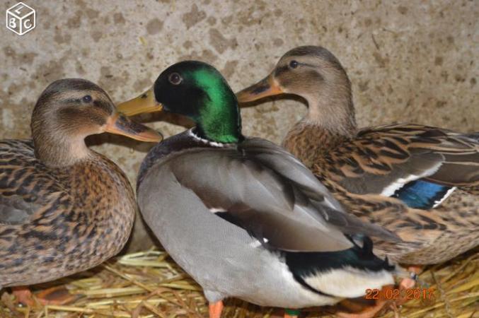 Poule coq canard barbarie colvert pigeon