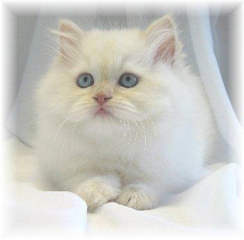 Adorable chaton persan a donner