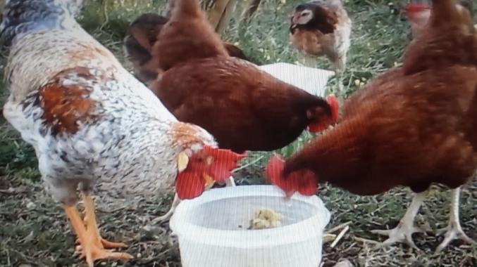 Oeufs fécondés cream legbar