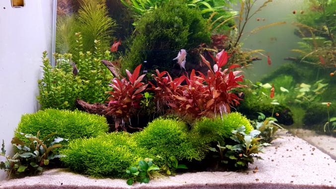 Plante d'aquarium